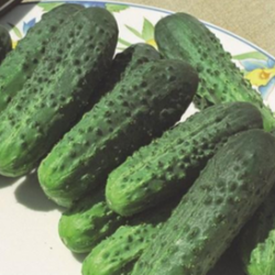 Ogórek Allianz f1 25 tyś. nasion st